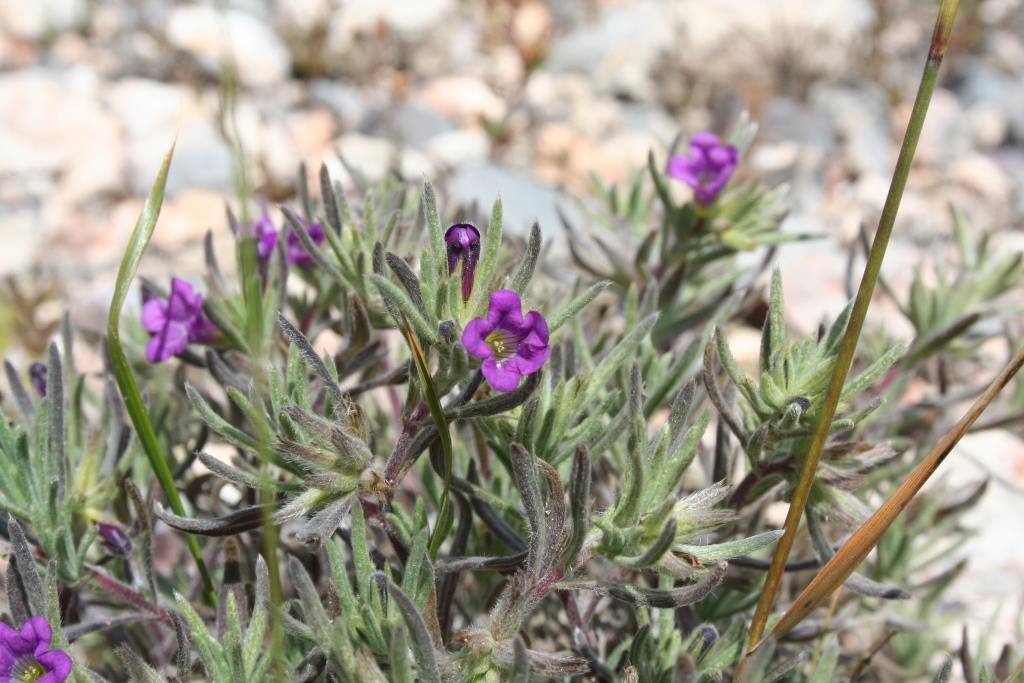 Nama stevensii