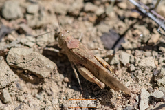 Trimerotropis occidentalis