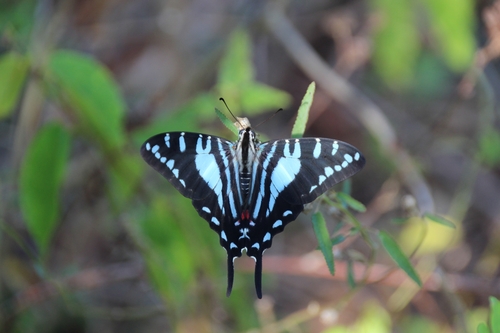 Cuban Kite