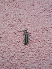 Photinus signaticollis