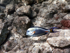 Acanthurus sohal