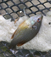 Lepomis cyanellus