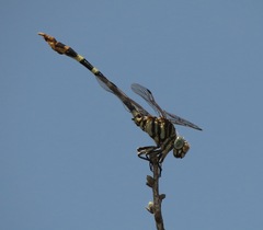 Phyllogomphoides stigmatus