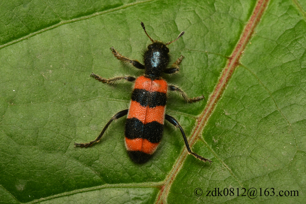Trichodes sinae