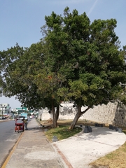 Melicoccus oliviformis