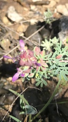Dalea frutescens