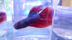 Betta