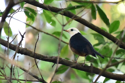 Turdus niveiceps