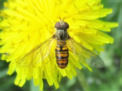 Episyrphus balteatus