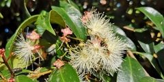 Syzygium phillyreifolium