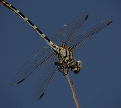 Phyllogomphoides stigmatus