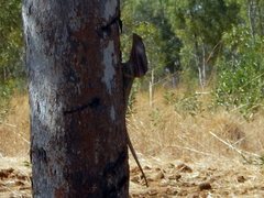 Chlamydosaurus kingii