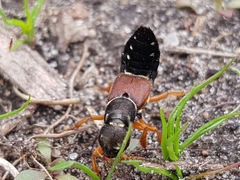 Staphylinus dimidiaticornis