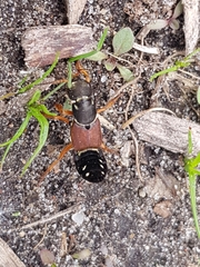 Staphylinus dimidiaticornis