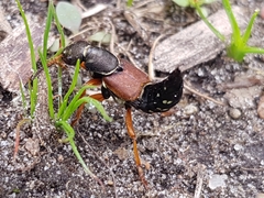 Staphylinus dimidiaticornis