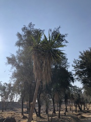 Yucca jaliscensis