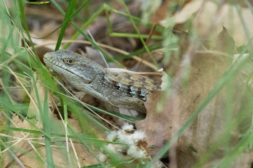 iNaturalist observation photo of San Diego Alligator Lizard