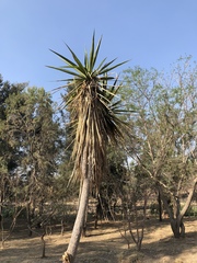 Yucca jaliscensis