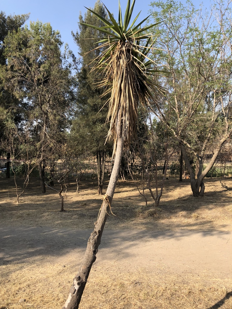 Yucca jaliscensis, Jalisco, MX