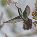 Mango Hummingbirds - Photo (c) Jerry Oldenettel, some rights reserved (CC BY-NC-SA)