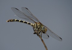 Phyllogomphoides stigmatus