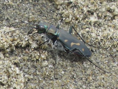 Cicindela haemorrhagica