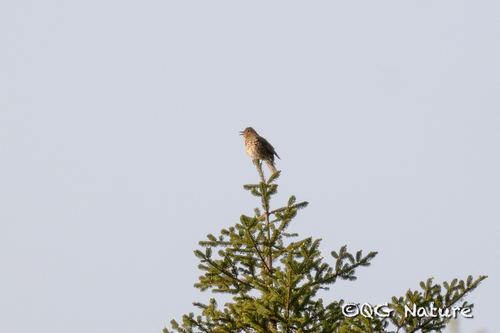Sichuan Thrush (Zoothera griseiceps), photo 2