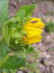 Wyethia