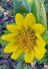 Wyethia