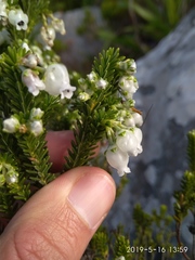 Erica physodes