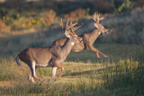 White-tailed Deer photographed in Colorado