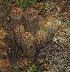 Echinocereus reichenbachii