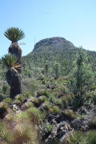 giant Spanish-dagger