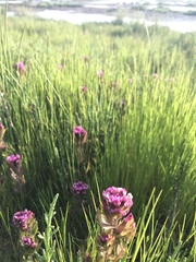Castilleja ambigua humboldtiensis
