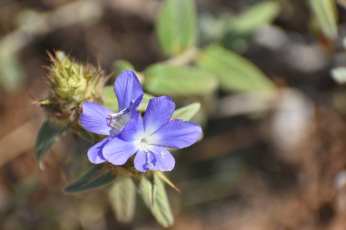 Barleria aristata