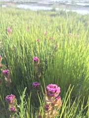 Castilleja ambigua humboldtiensis