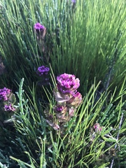 Castilleja ambigua humboldtiensis