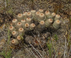 Echinocereus reichenbachii comanchensis