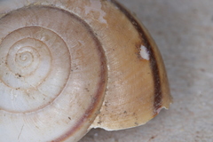 Helminthoglypta traskii