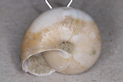 Helminthoglypta traskii