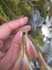 Chirodica