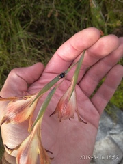 Chirodica