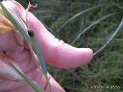 Chirodica