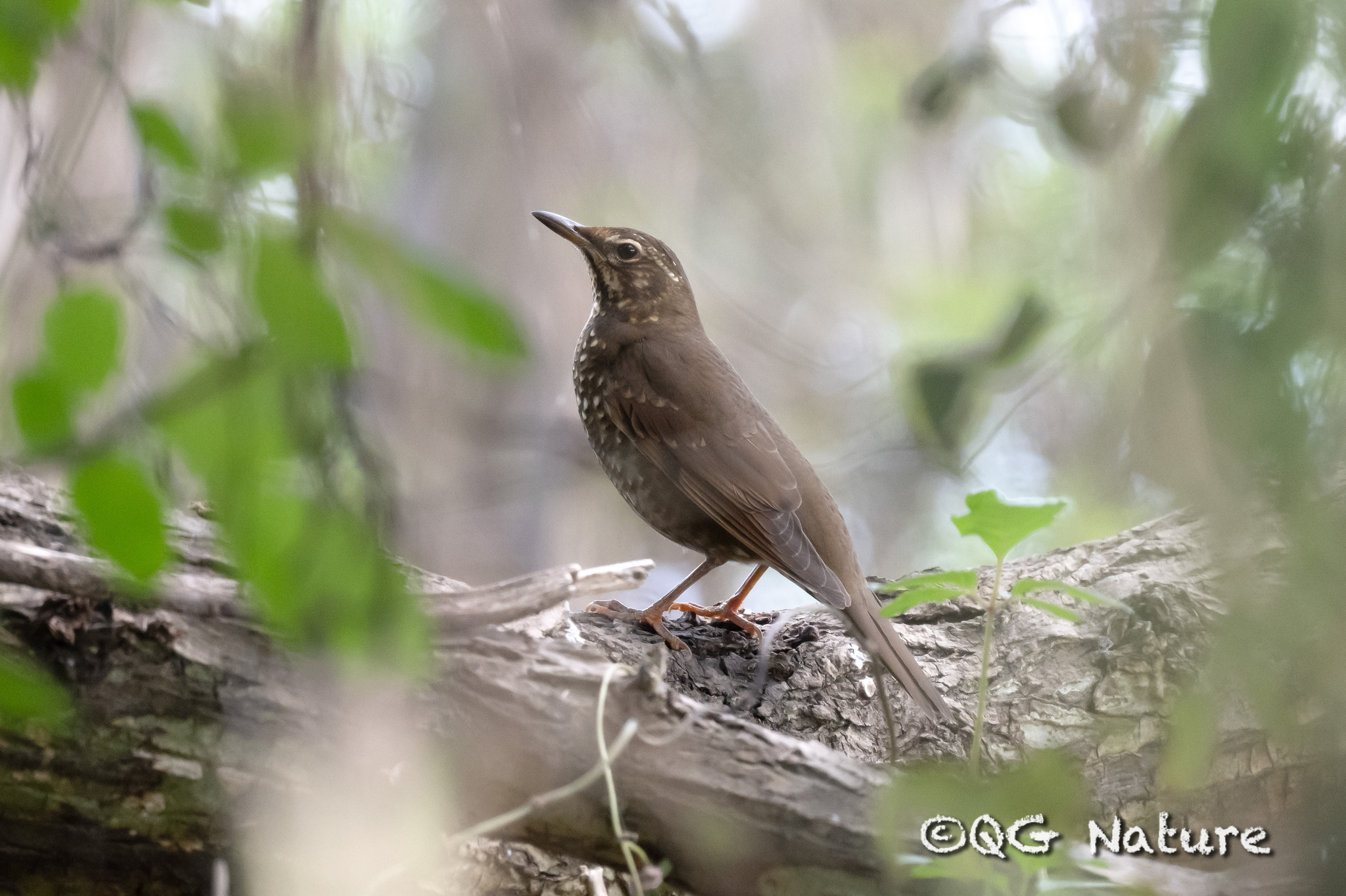 Siberian Thrush