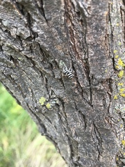 Salticus austinensis