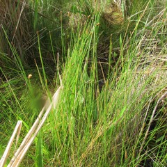Eleocharis geniculata