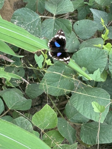 Blue-spot Pansy