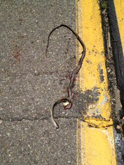 Masticophis lateralis