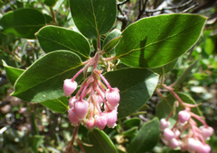 Arctostaphylos pringlei
