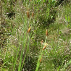 Eleocharis geniculata